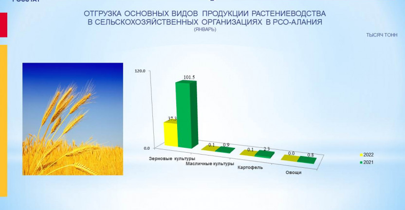 Отгрузка основных видов продукции растениеводства в сельскозяйственных организациях РСО-Алания за январь 2022 года